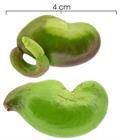 wild cashew 